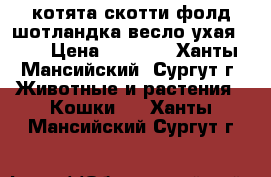 котята скотти фолд шотландка весло ухая     › Цена ­ 3 000 - Ханты-Мансийский, Сургут г. Животные и растения » Кошки   . Ханты-Мансийский,Сургут г.